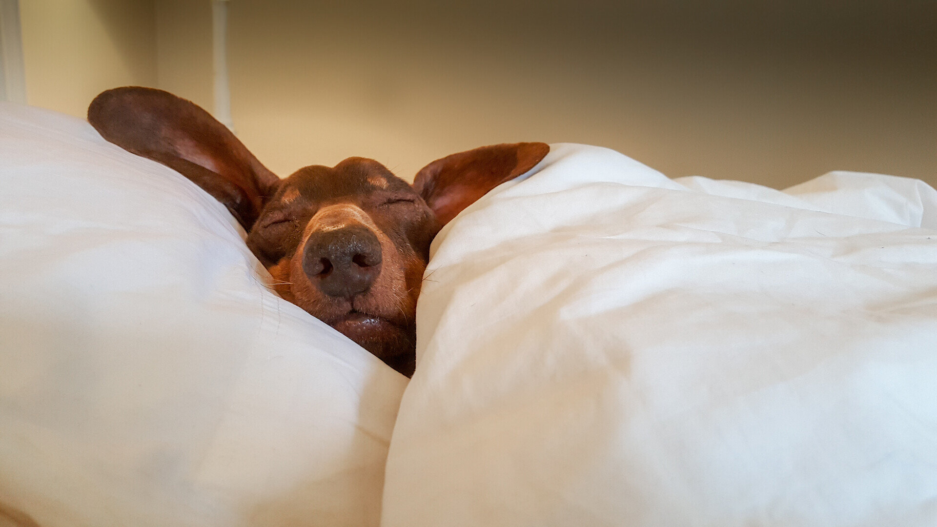 dog on the bed